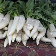 Foto daikon 3