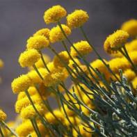 Immortelle Foto 2