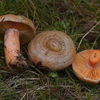 Photo mushrooms 4