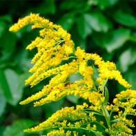 Φωτογραφία Goldenrod 2