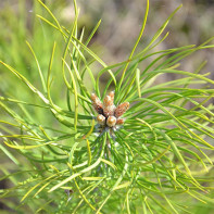 Foto de brotes de pino 2