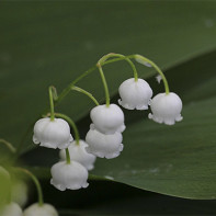 Photo of lily of the valley 4