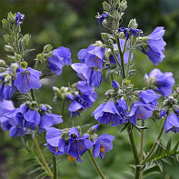 Foto biru sianosis