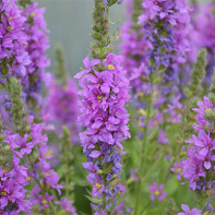 Photo of loosestrife loosestrife 5