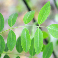 Fotografie a sophora Japanese 5