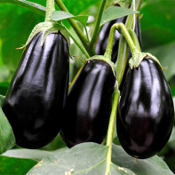 Photo d'aubergine