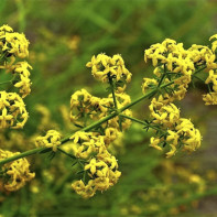 Photo of the bedstraw 5