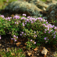 Photo thyme 5