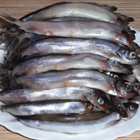 Foto capelin 2