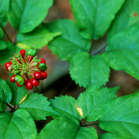 Ginseng photo