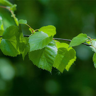 Photo de feuilles de bouleau 3