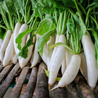 Daikon-foto