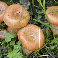 Fotopaddestoelen 5