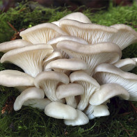 Foto Pilz Austernpilz