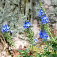 Снимка Veronica officinalis 5