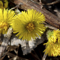 Foto af coltsfoot 4