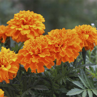 Φωτογραφία του Marigold 4