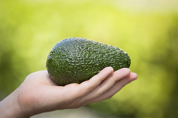 Avocado in der Medizin