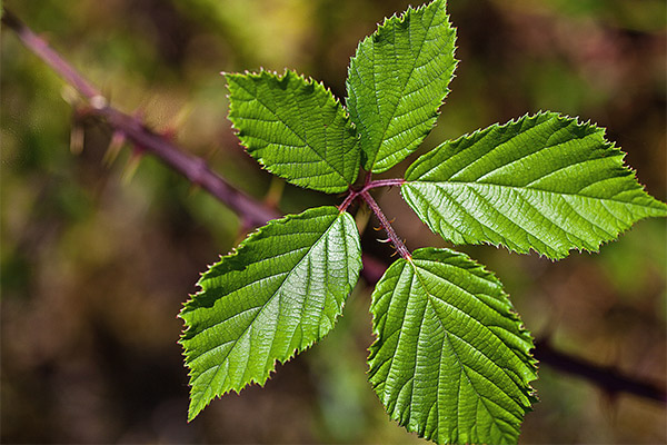 Quelles sont les feuilles de mûre utiles