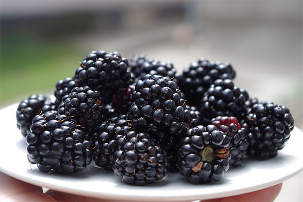 Brombeere in der Kosmetologie