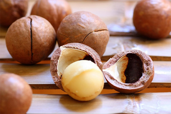 Cara menggunakan shell macadamia