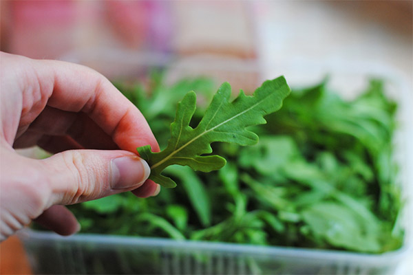 Hvordan velge og lagre ruccola