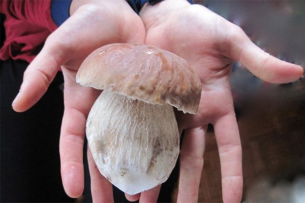 Useful properties of cep