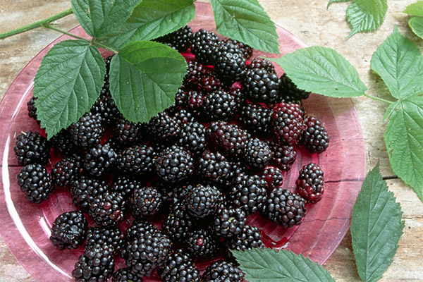 Useful properties of blackberries