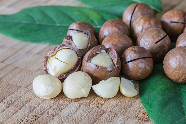 Manfaat dan bahaya kacang macadamia