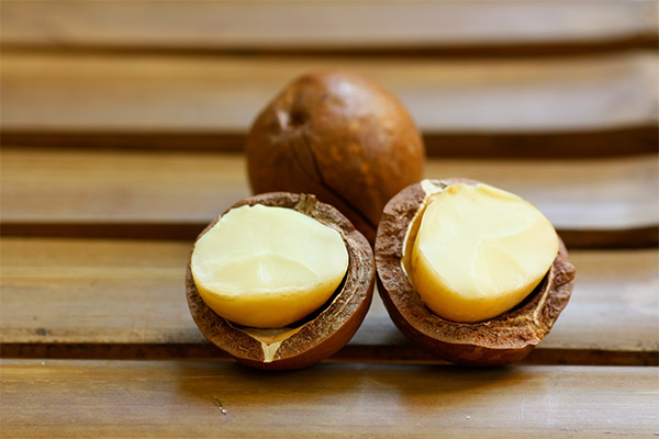 Beneficios de la nuez de macadamia para mujeres