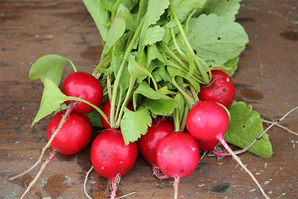 Radish tijekom trudnoće