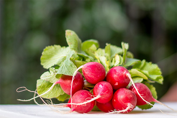 Radish u kozmetologiji