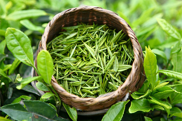 Chá verde em medicina