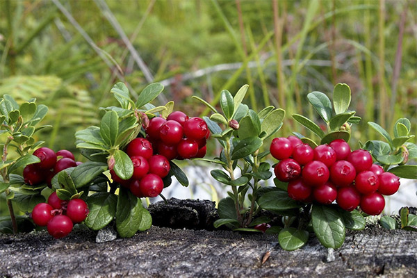 Lingonberry i medicin