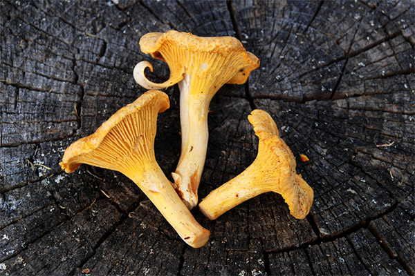 Chanterelle mushrooms in cosmetology