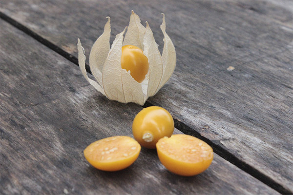 Interessante feiten over physalis