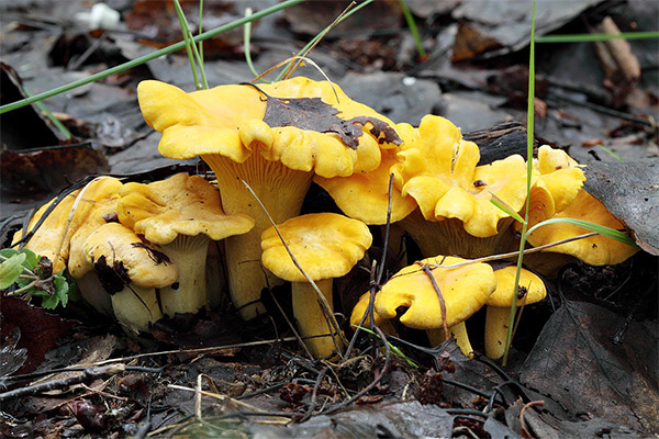 Sự thật thú vị về nấm chanterelle