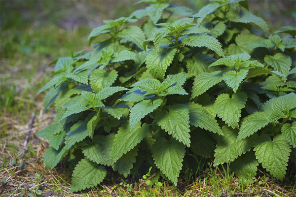 Interesting Nettle Facts