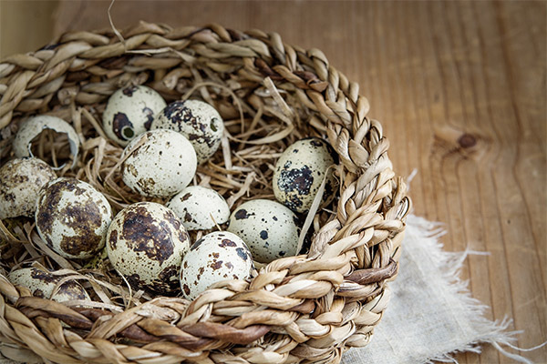 Ang mga kagiliw-giliw na katotohanan tungkol sa mga itlog ng pugo