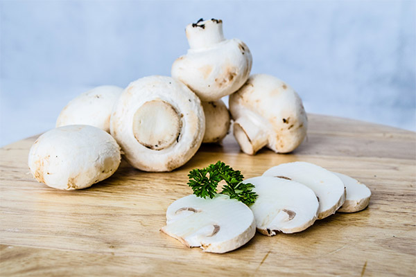 Interessante fakta om champignons