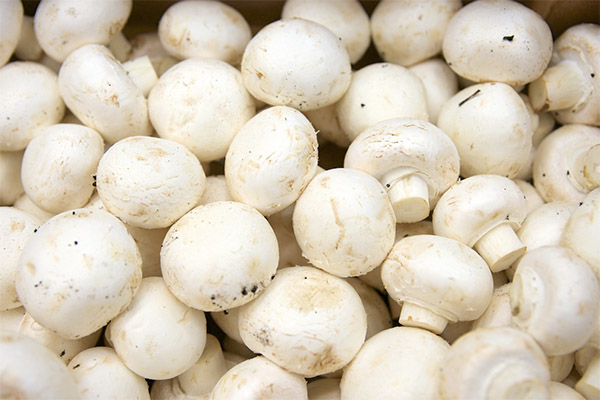 Interesting facts about champignons