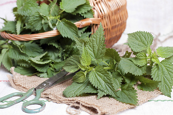 Paano mangolekta at mag-imbak ng mga nettle