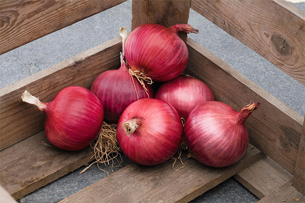 Comment choisir et conserver les oignons rouges