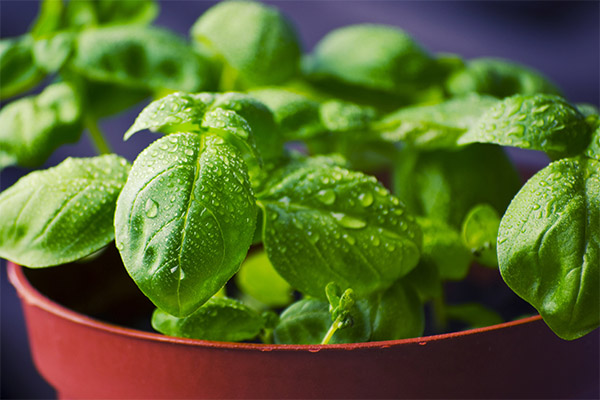 Cómo cultivar albahaca en el alféizar de una ventana