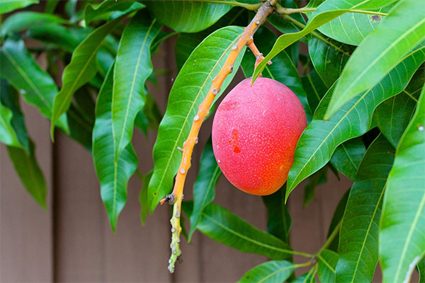 Hoe mango uit zaad te laten groeien