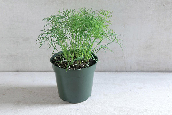 Cómo cultivar eneldo en el alféizar de una ventana