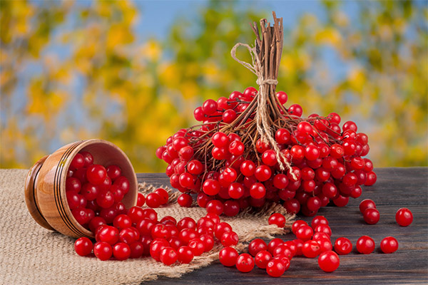 Viburnum in medicine