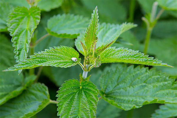 Nettle in medicine