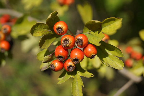 Ciri penyembuhan bunga dan daun hawthorn