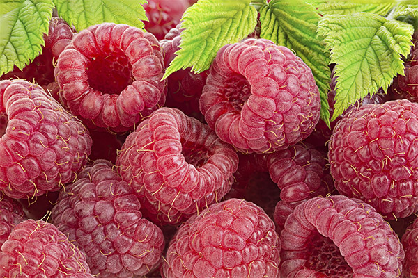 Framboises en médecine